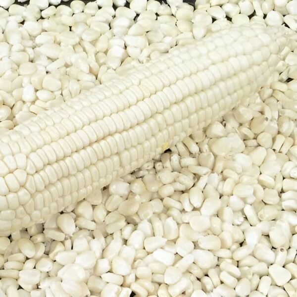 White Corn - Image 2